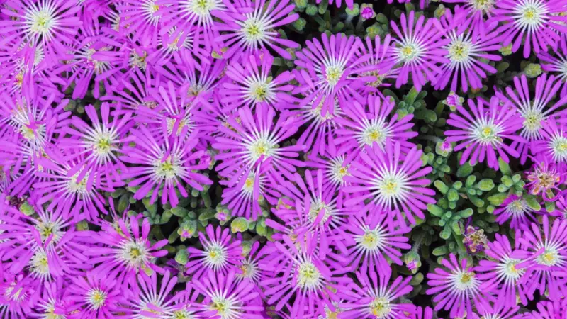 Overhead view of purple Ice Plant flowers with white star-shaped centres.