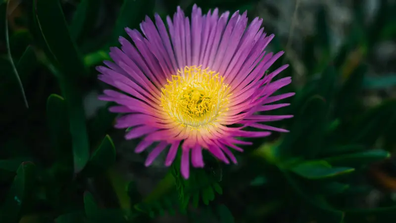 Close-up of a pink Ice Plant flower with a vivid yellow centre.