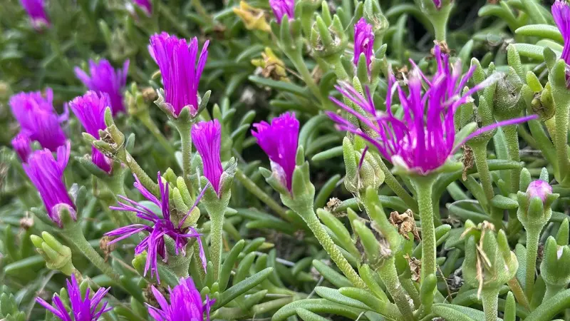 Magenta Ice Plant flowers growing among thick green succulent stems.