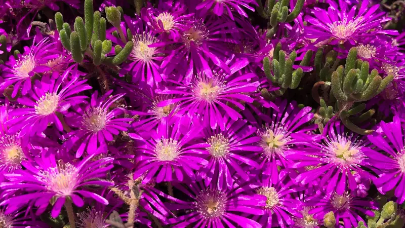 Bright purple Ice Plant flowers surrounded by green succulent foliage.
