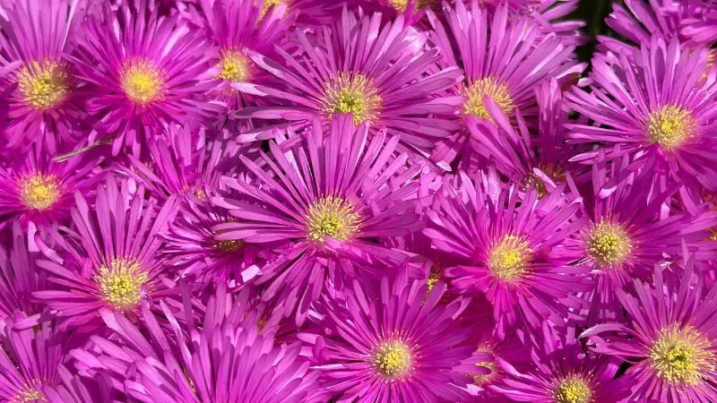 Cluster of bright magenta Ice Plant flower blooms with yellow centres.