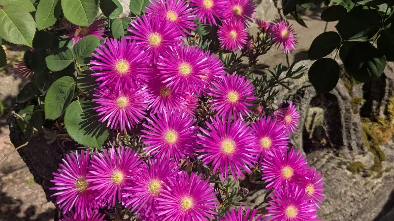 Bright magenta Ice Plant flowers growing on a trailing vine with green leaves.