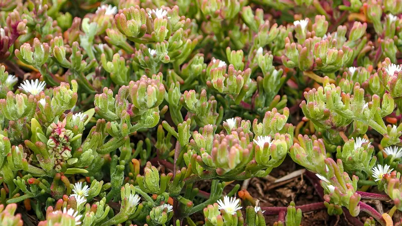 Tiny white Ice Plant flowers blooming among green and pink succulent ground cover.