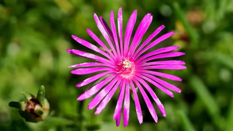 Close-up of a single bright pink Ice Plant flower with a pale centre.