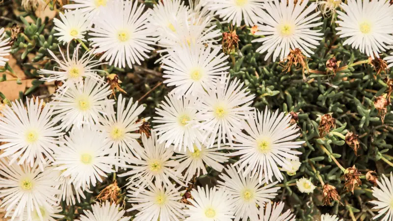 Overhead view of white Ice Plant flowers growing over a mat of green succulent foliage.