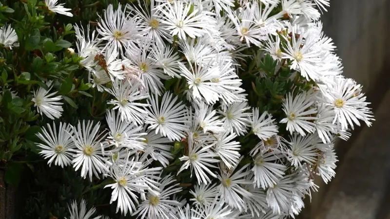 Cluster of white Ice Plant flowers with yellow centres and slender petals.