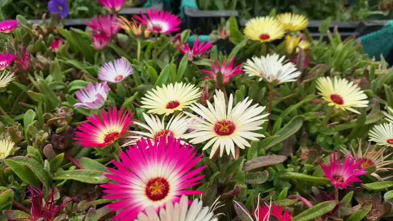 Pink, white, and yellow Ice Plant flowers growing in nursery containers.