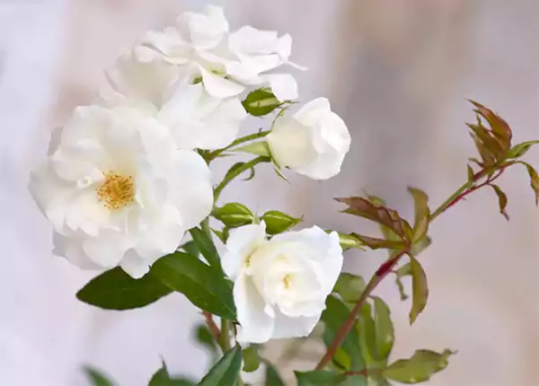 Iceberg Rose