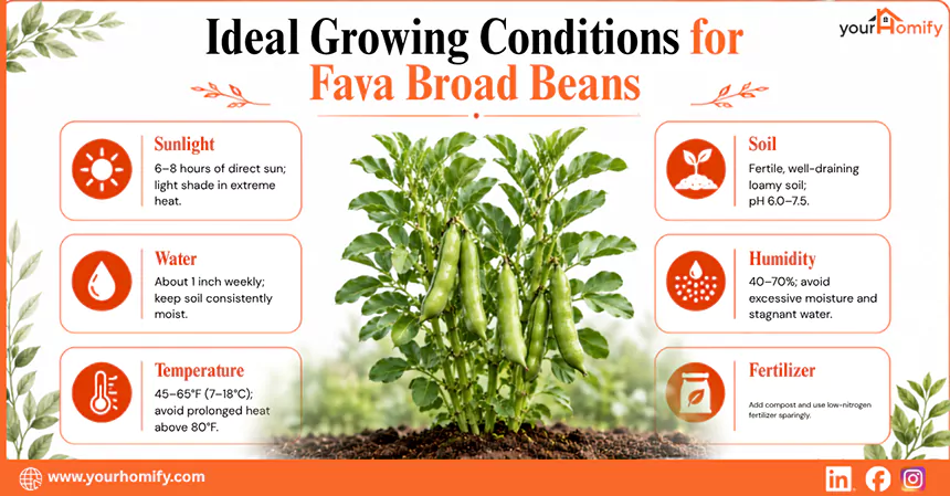 Ideal Growing Conditions Needed for Fava Broad Beans