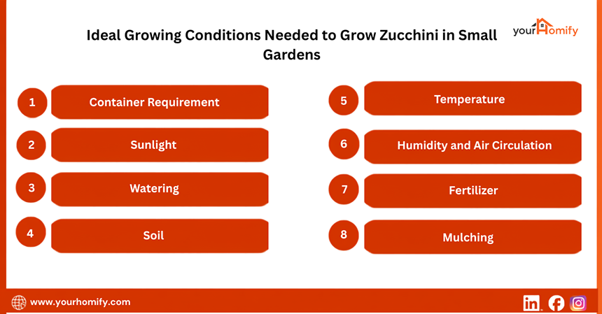 Ideal Growing Conditions Needed to Grow Zucchini in Small Gardens