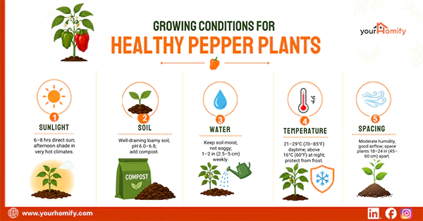 Ideal Growing Conditions for Healthy Pepper Plants