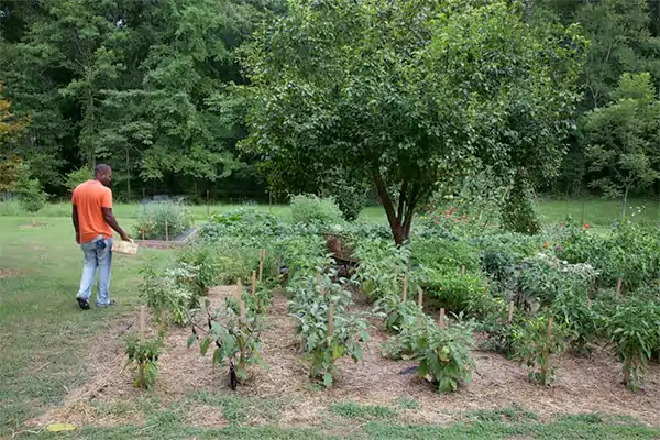In ground vegetable garden