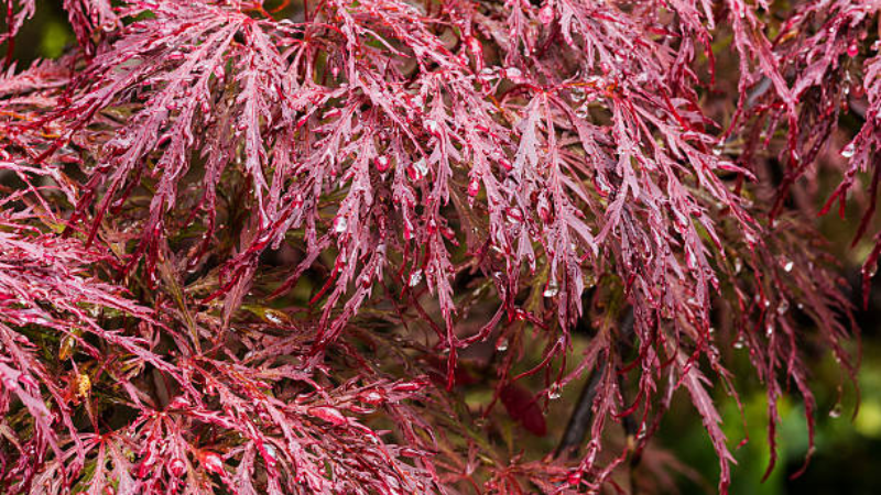 Inaba Shidare Japanese Maple as a landscape centerpiece