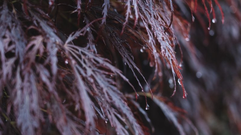 Ornamental Inaba Shidare Japanese Maple in a garden