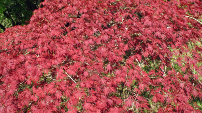 Inaba Shidare Japanese Maple growing in a landscaped yard