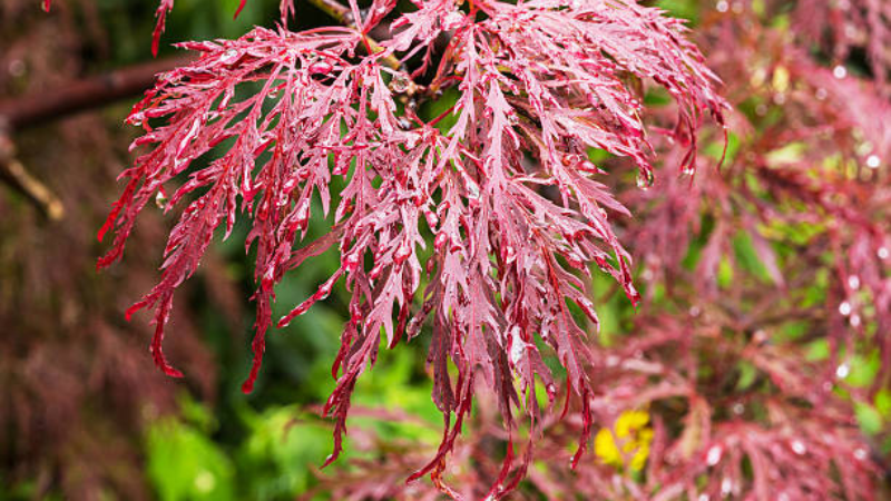 Ornamental Inaba Shidare Japanese Maple with graceful branches