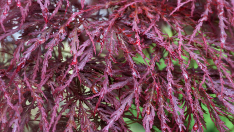 Inaba Shidare Japanese Maple with cascading burgundy foliage