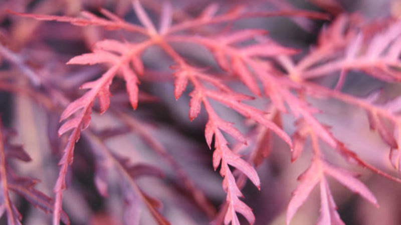 Inaba Shidare Japanese Maple with cascading laceleaf branches
