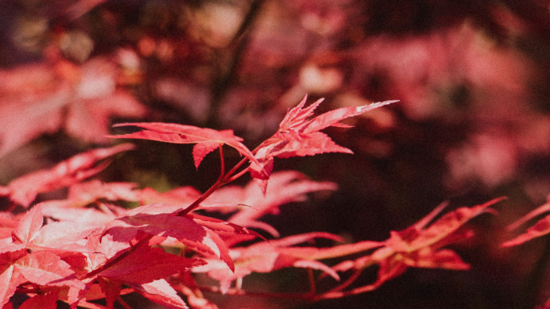 Inaba Shidare Japanese Maple beside a garden walkway