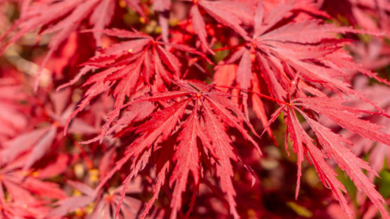 Inaba Shidare Japanese Maple with brilliant fall colors