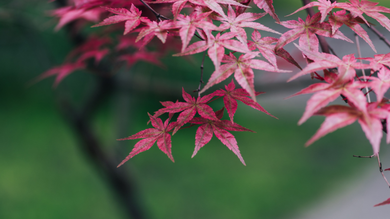 Sunlit Inaba Shidare Japanese Maple with vibrant foliage