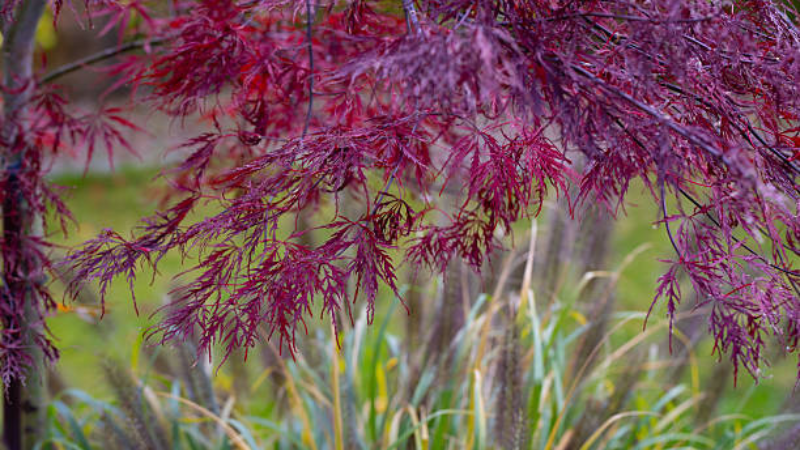 Inaba Shidare Japanese Maple with cascading burgundy leaves in a Zen garden