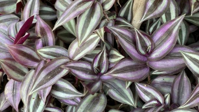 Close-up of Inch Plant striped purple and green leaves