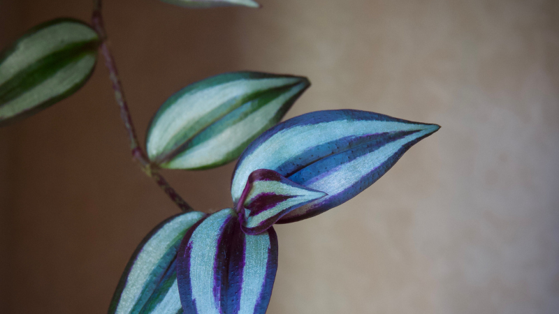 Healthy Inch Plant with vibrant variegated foliage