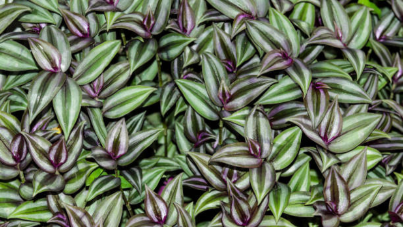 Trailing Inch Plant with cascading purple and green leaves