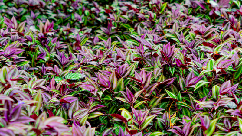 Decorative Inch Plant with cascading striped leaves