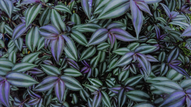 Inch Plant with long cascading stems and colorful foliage