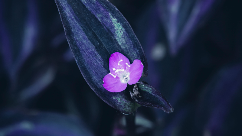 Inch Plant with vibrant purple and green striped leaves