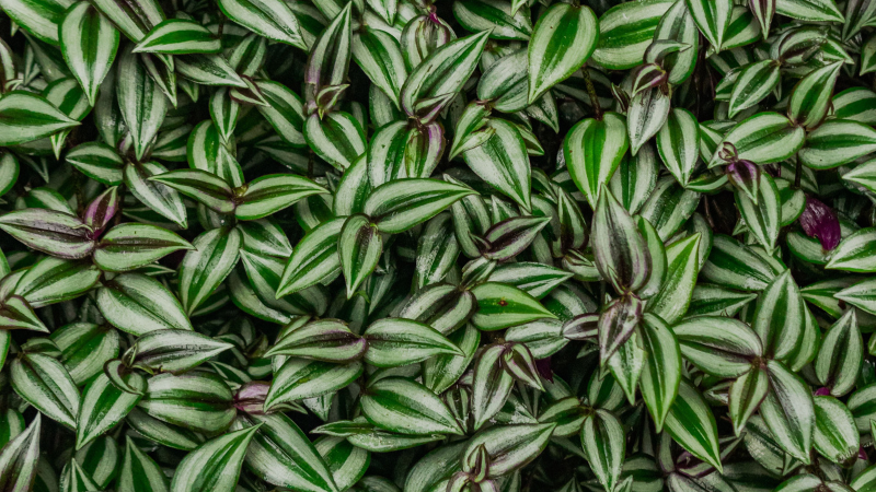 Inch Plant decorating a modern indoor shelf
