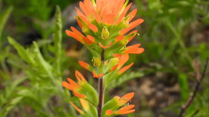 Tall orange Indian Paintbrush flower spike with layered bracts against green foliage.