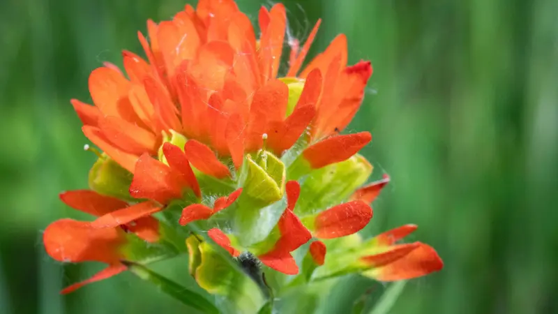 Extreme close-up of an orange-red Indian Paintbrush flower head showing tightly packed bracts and small green flower tubes.