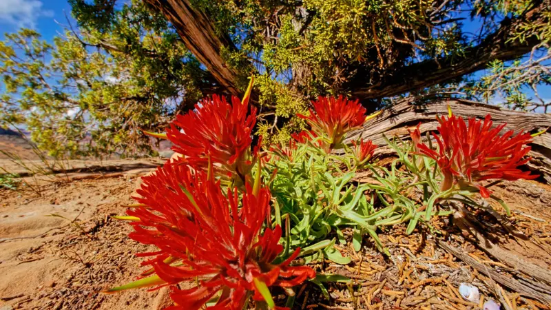Cluster of bright red Indian Paintbrush plants growing low in a dry rocky landscape with juniper trees.