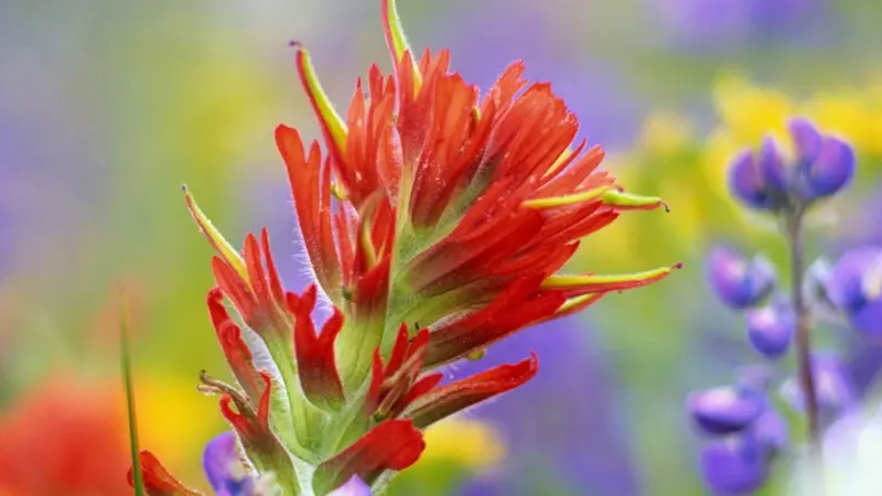 Bright red Indian Paintbrush flower in sharp focus surrounded by colourful blurred wildflowers.