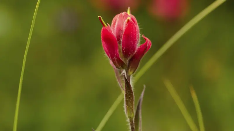 A single small Indian Paintbrush flower bud just beginning to open against a blurred green meadow background.