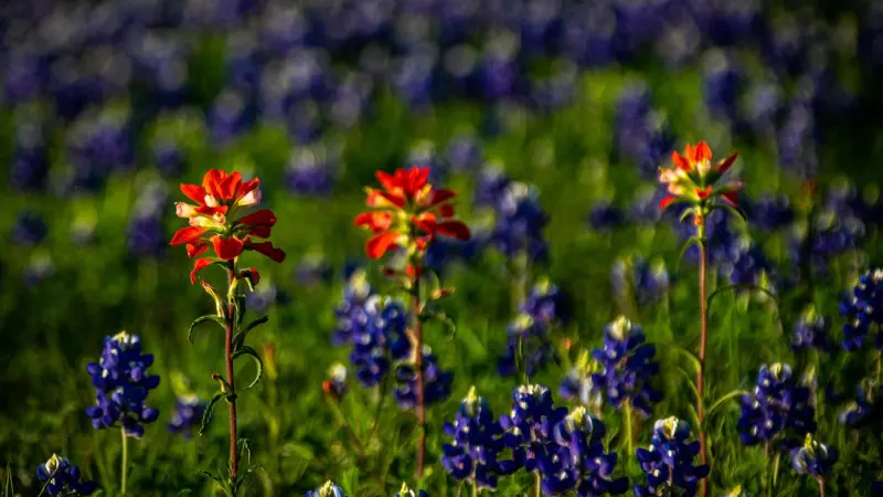 Two vivid red Indian Paintbrush flowers rising above a sea of purple Texas bluebonnets.