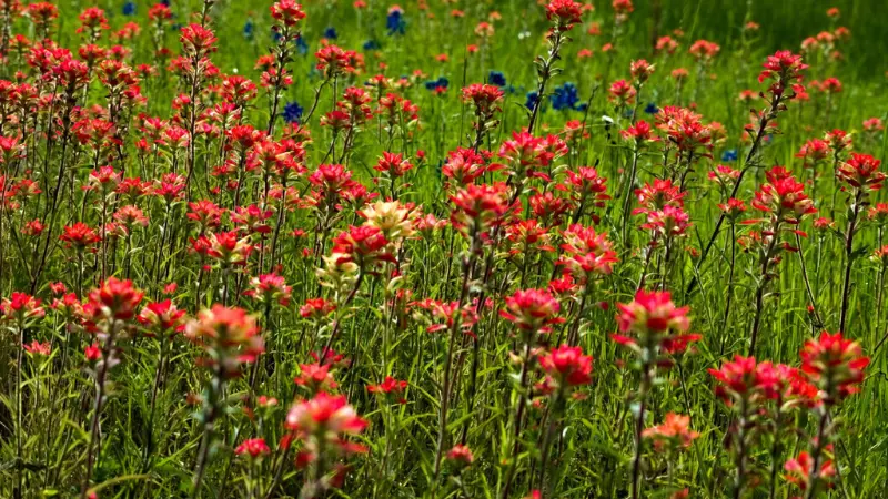 Dense field of red Indian Paintbrush flowers with one cream-coloured specimen and scattered blue wildflowers.