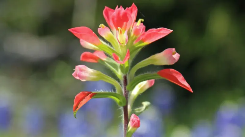Single Indian Paintbrush flower stalk with open red bracts and small tubular flowers, with bluebonnets softly visible in the background.