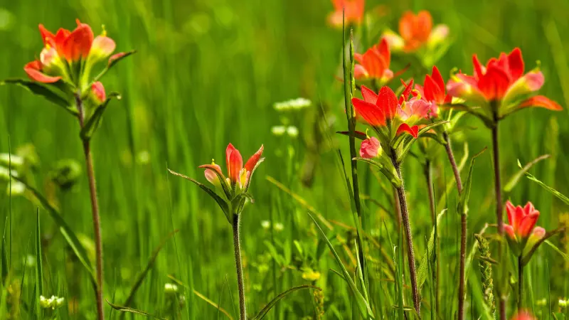 Multiple red Indian Paintbrush flowers blooming among tall green grass in a sunlit meadow.