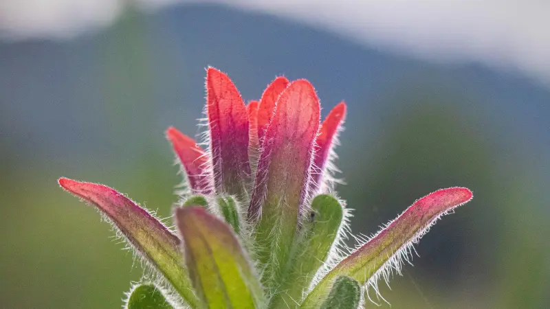Close-up of a red Indian Paintbrush flower bud with hairy bracts against a softly blurred mountain background.