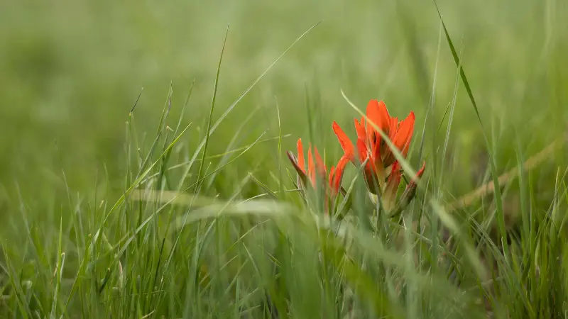 Small orange-red Indian Paintbrush flower barely visible above long green grass in a wide meadow.