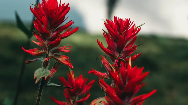 Two tall bright red Indian Paintbrush flower stalks side by side against an overcast mountain backdrop.