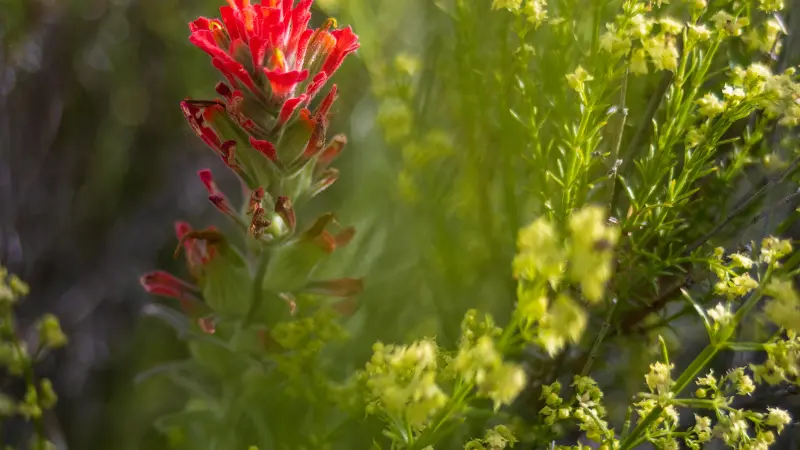 Single red Indian Paintbrush flower among dense yellow-green shrub foliage in dappled light.