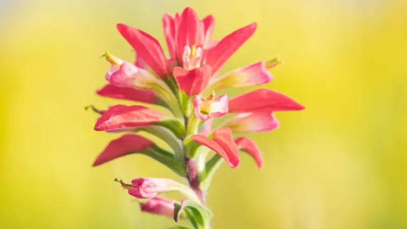 Soft pink Indian Paintbrush flower spike with open bracts and delicate tubular flowers against a pale yellow background.