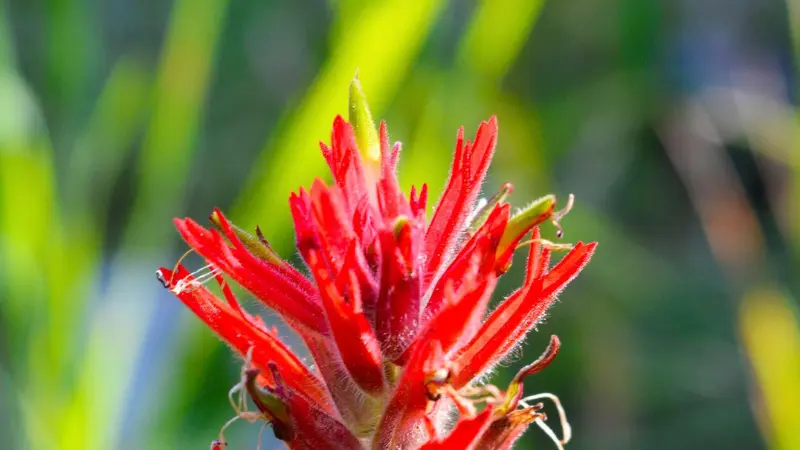 Narrow upright Indian Paintbrush flower spike with vivid red pointed bracts against blurred green grass.