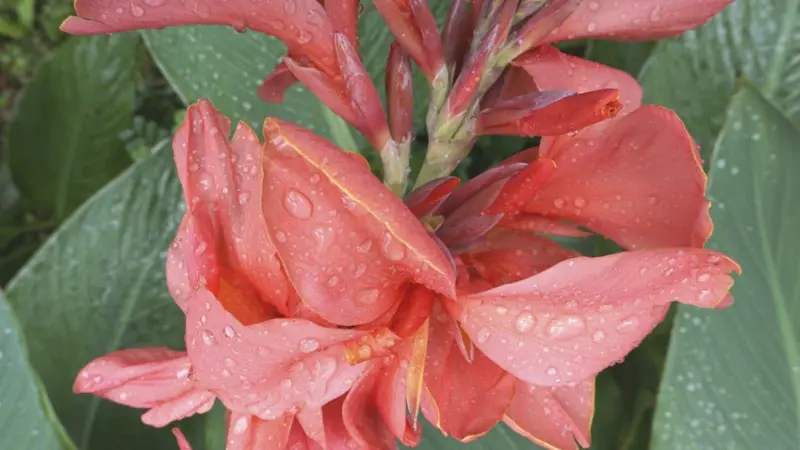 Salmon-pink Indian Shot flower covered in morning dew drops.