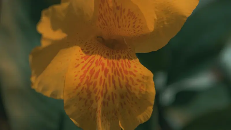 Golden yellow Indian Shot flower with fine red speckles in low light.